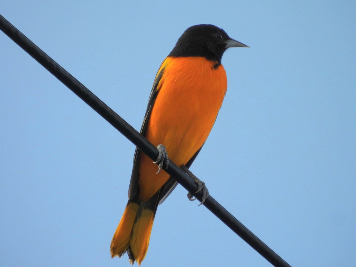 Балтиморский трупиал - ML647439021