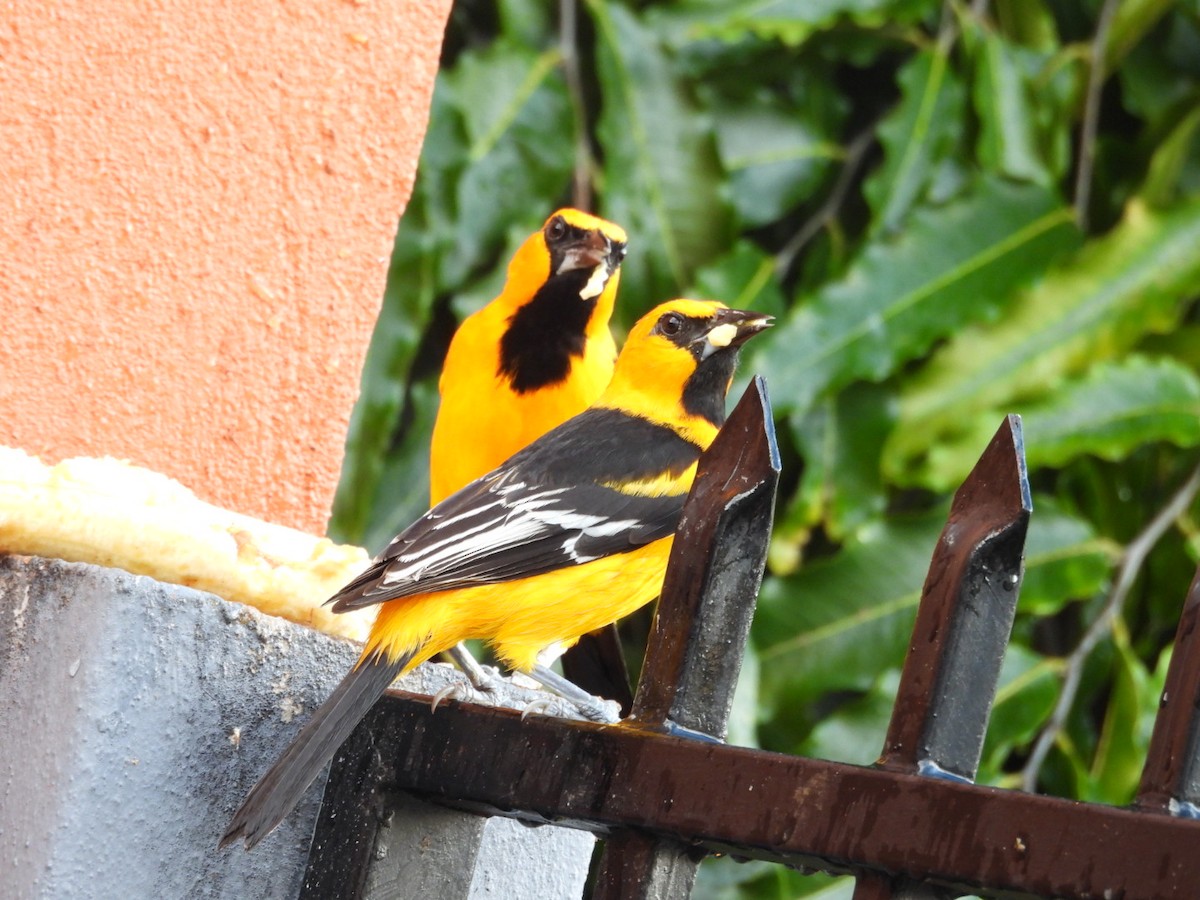 Altamira Oriole - ML647439028