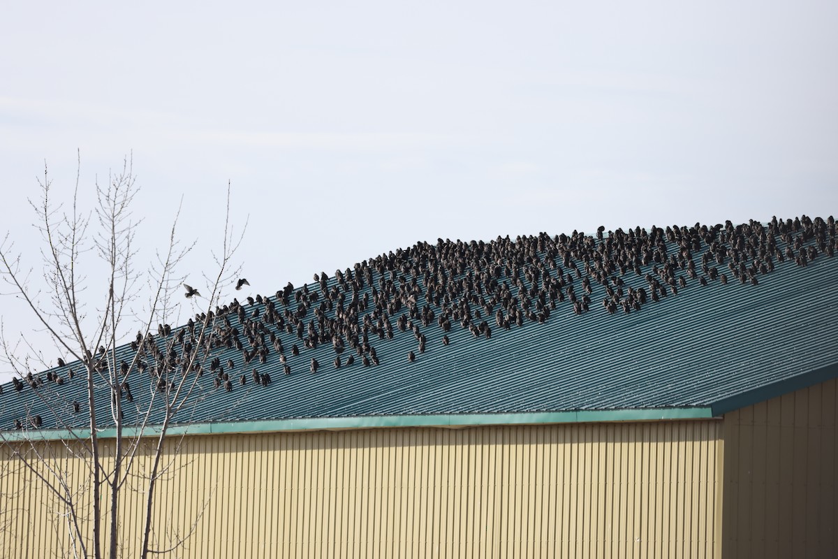 European Starling - ML647439038