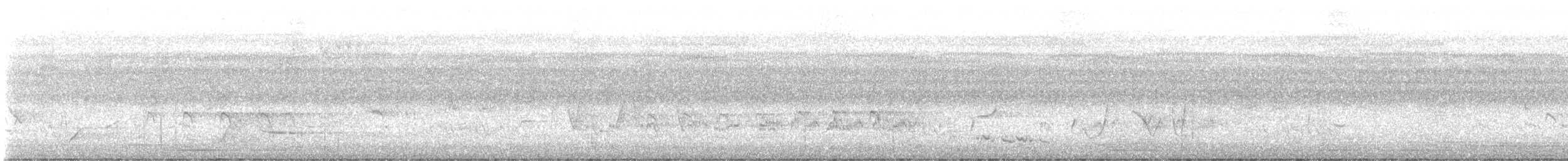 Südsee-Sumpfhuhn - ML647439039