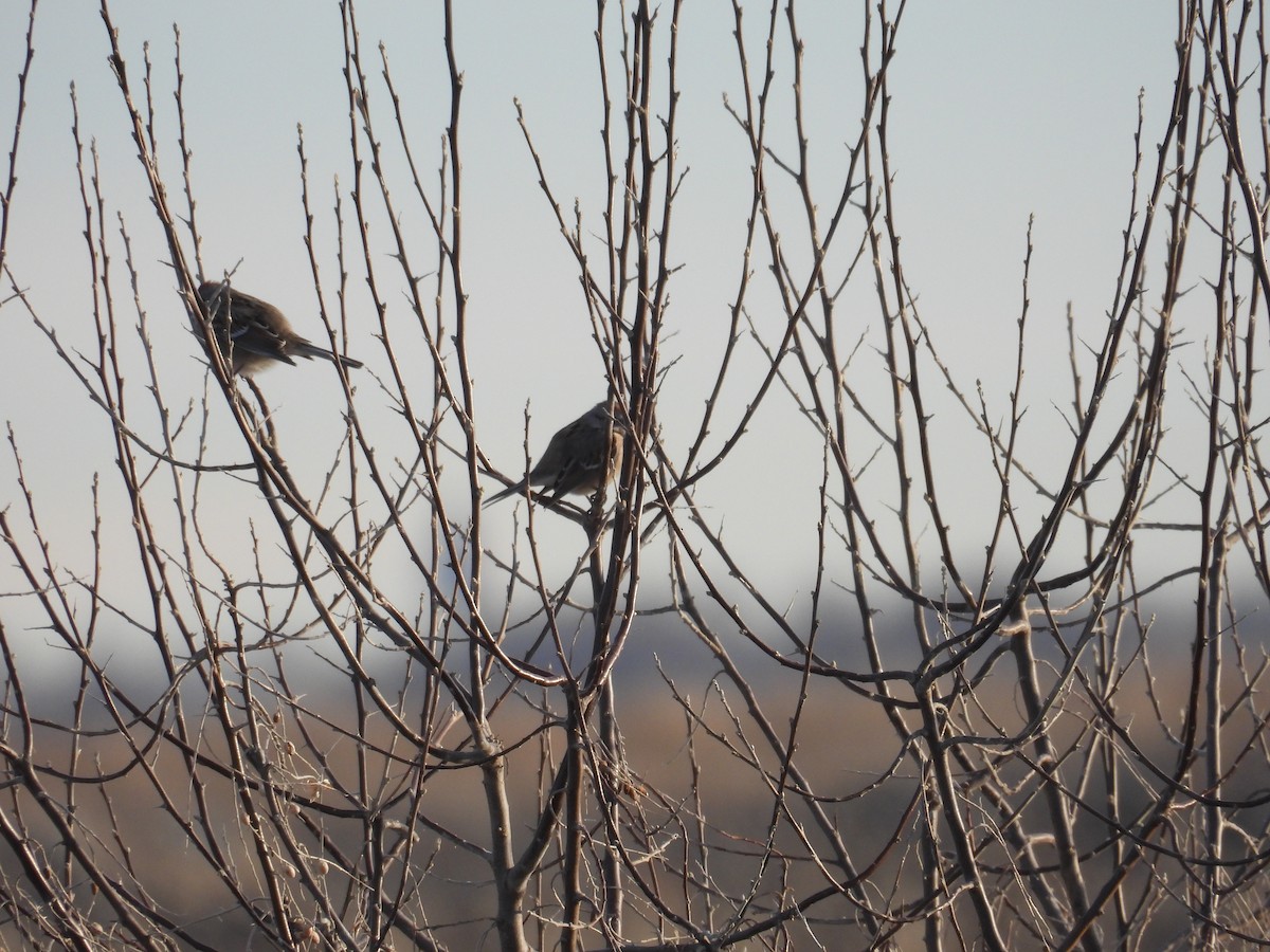American Tree Sparrow - ML647439040