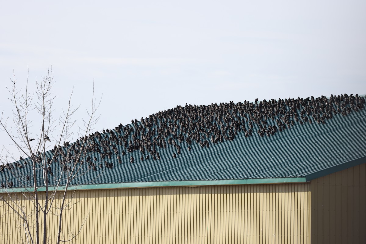 European Starling - ML647439042