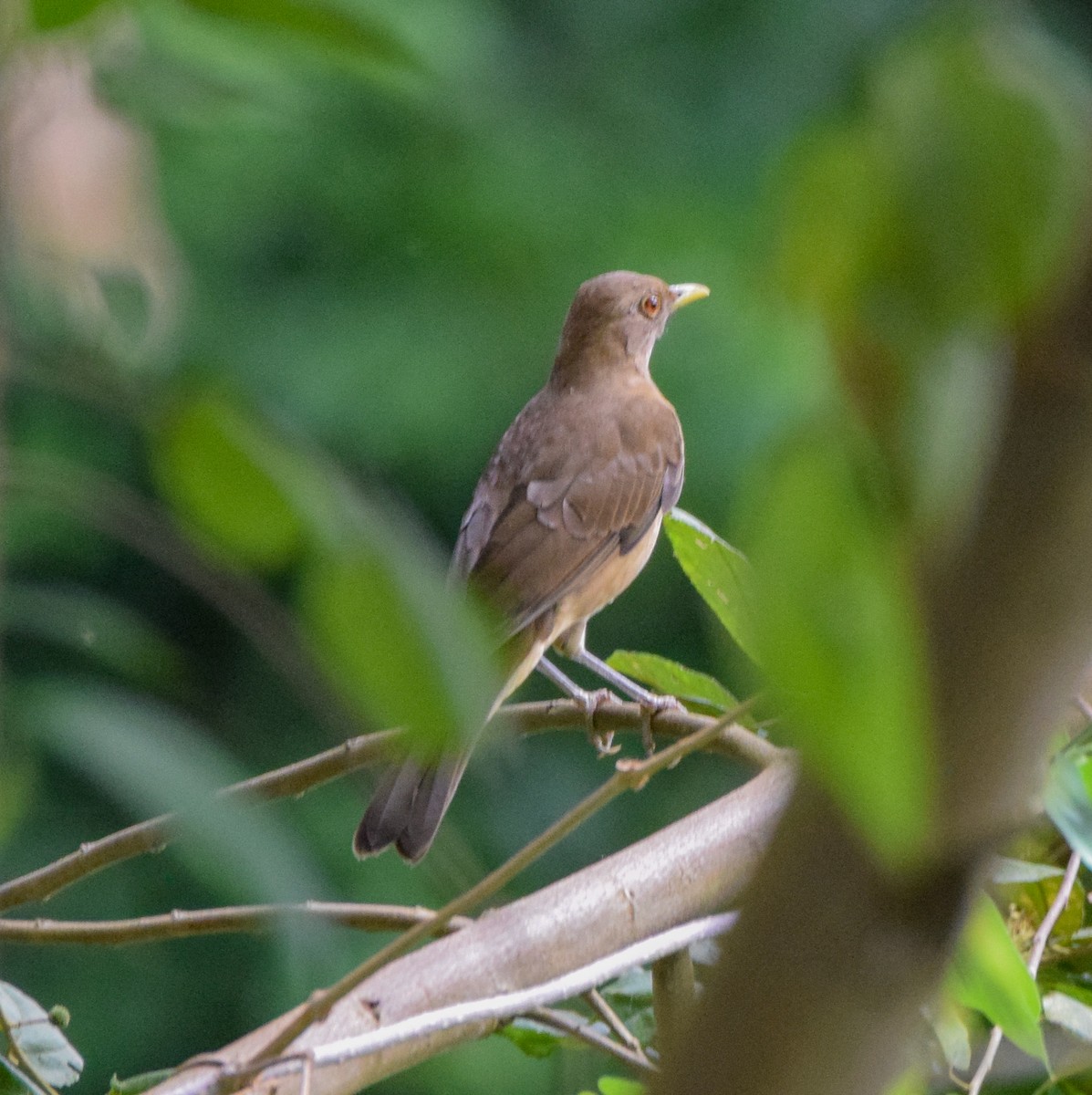 Merle fauve - ML647439046