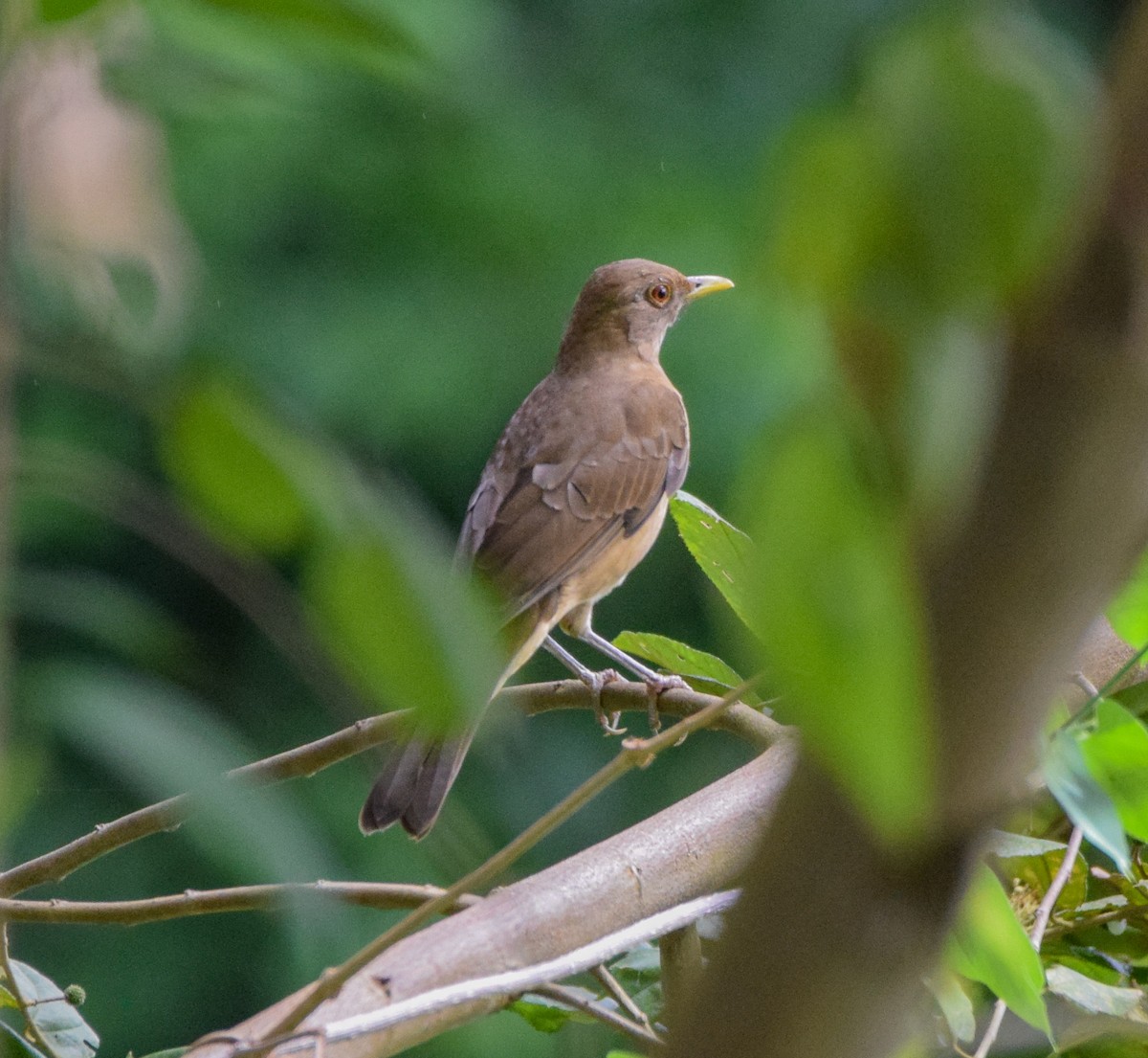 Merle fauve - ML647439047