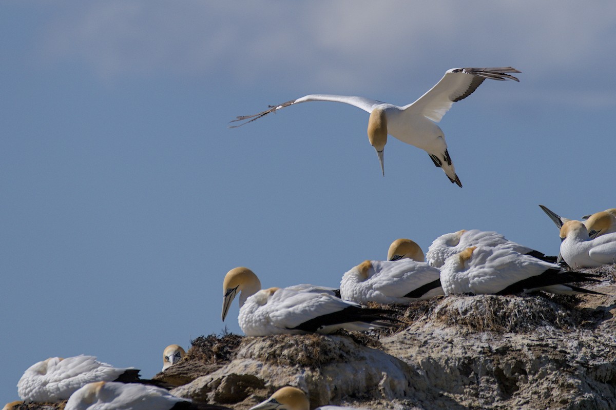 Australasian Gannet - ML647439054