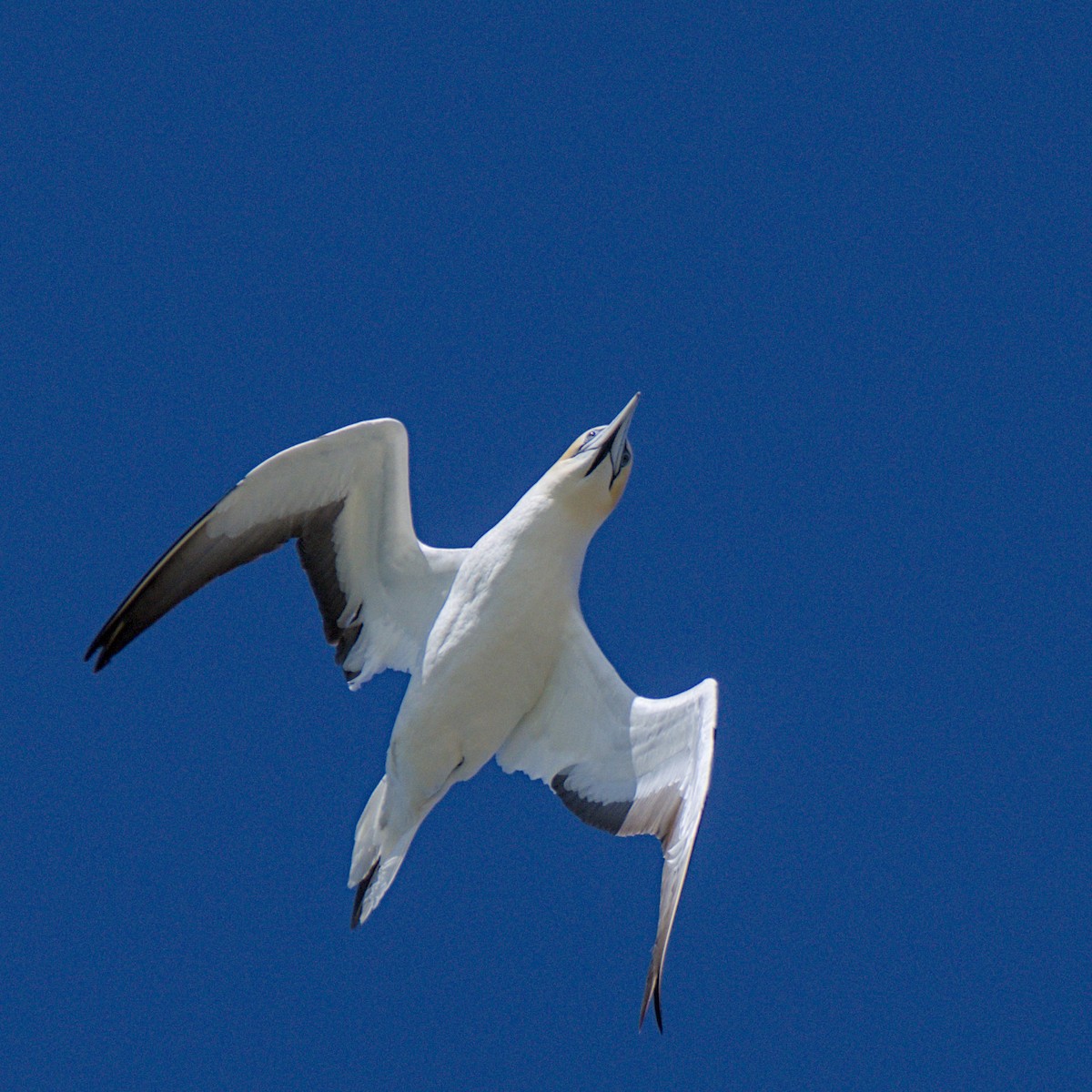 Australasian Gannet - ML647439057