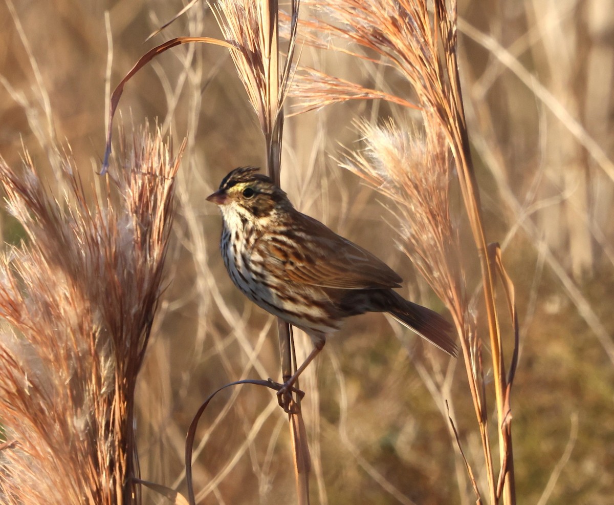 Savannah Sparrow - ML647439060