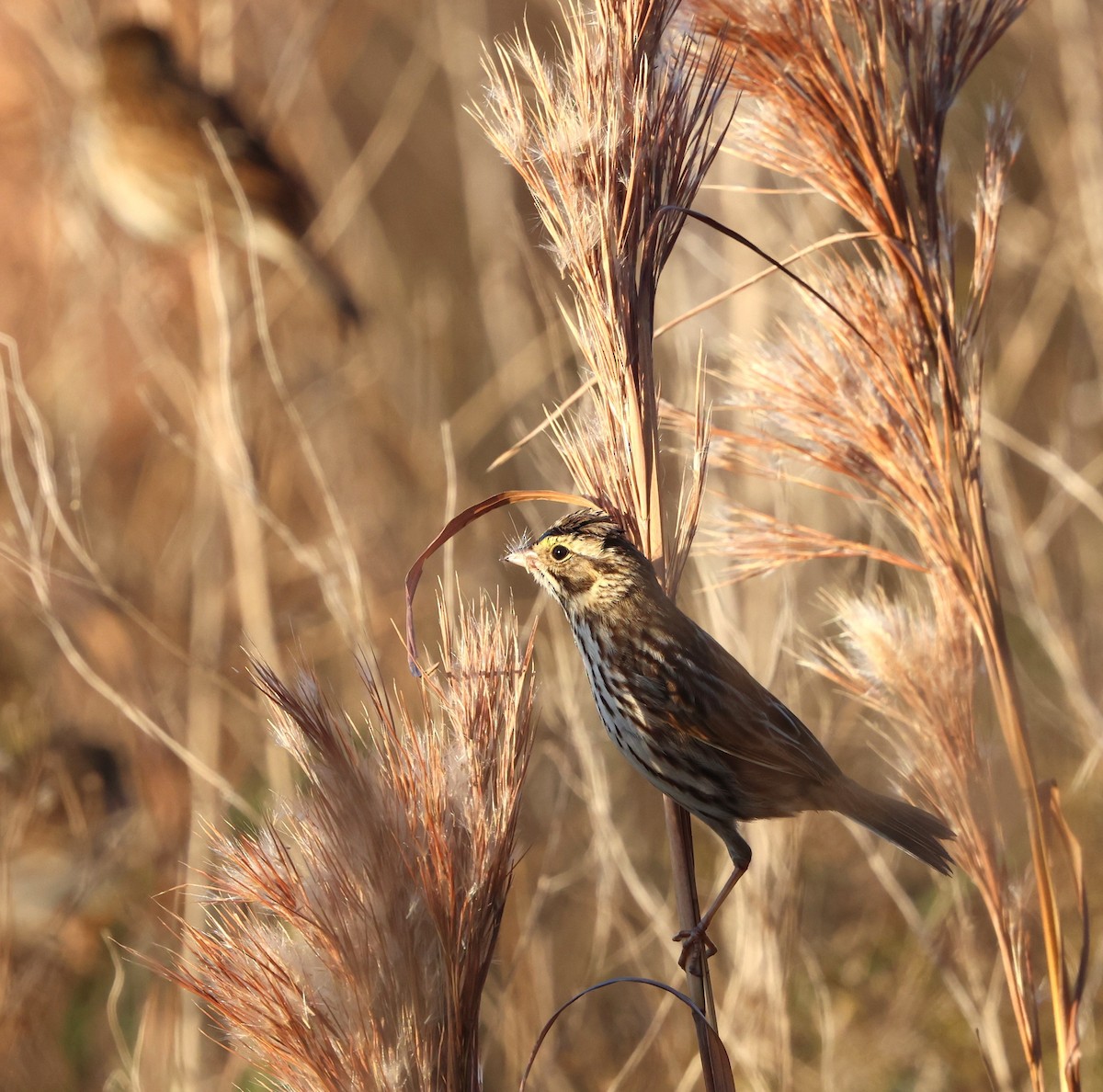 Savannah Sparrow - ML647439062