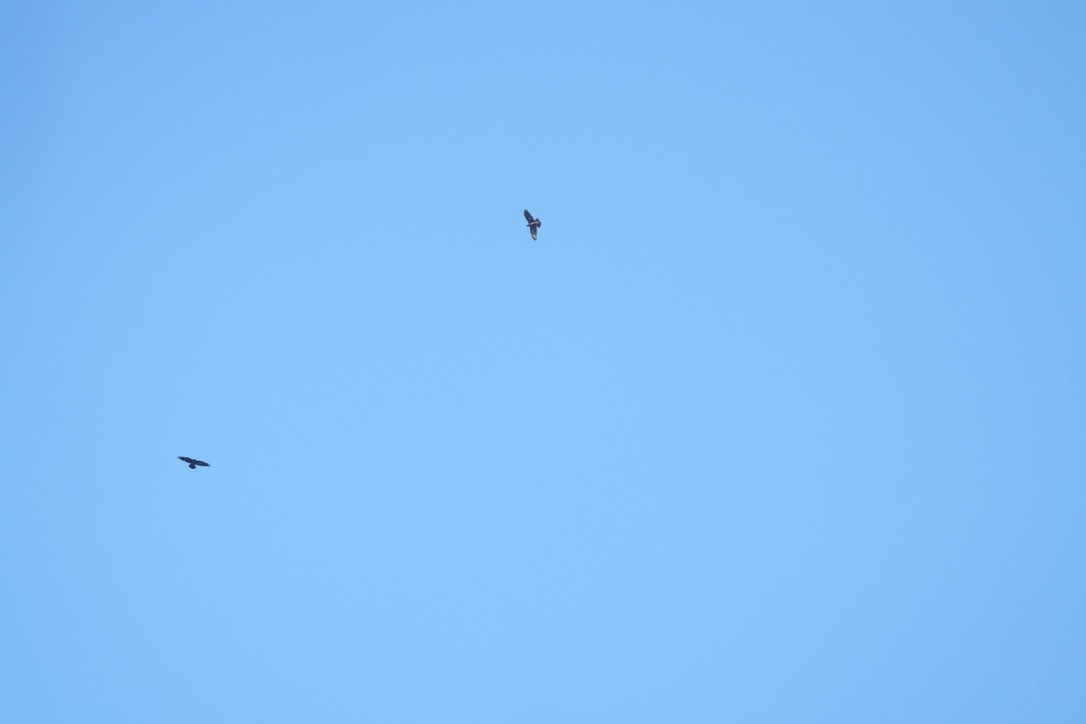 Chihuahuan Raven - ML647439097