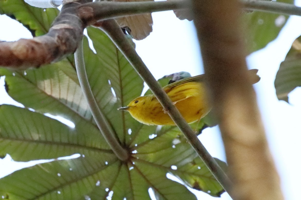 Sarı Ötleğen - ML647439101