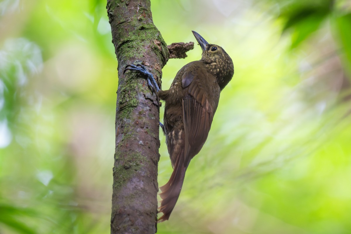 Spotted Woodcreeper - ML647439119