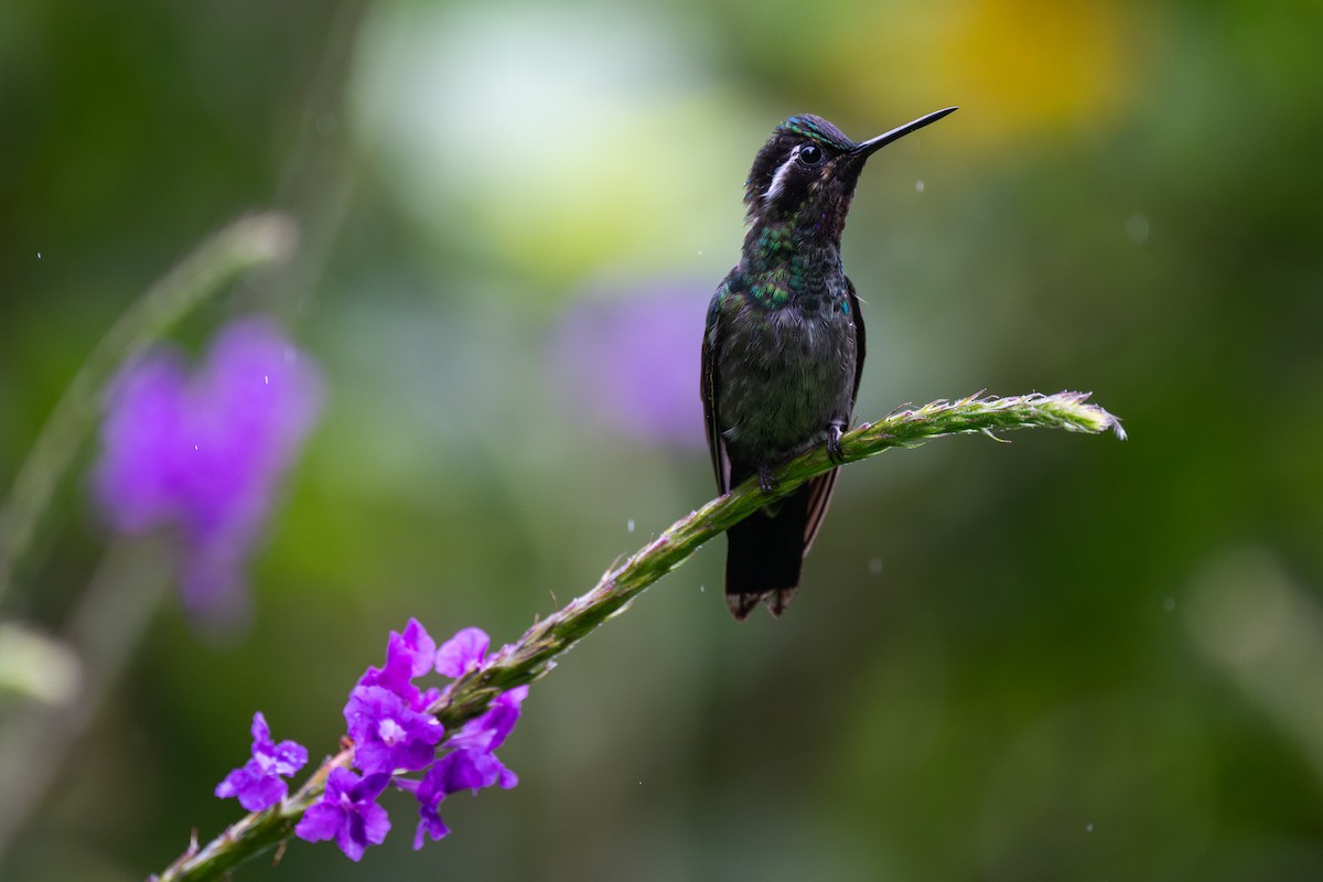 Purple-throated Mountain-gem - ML647439125