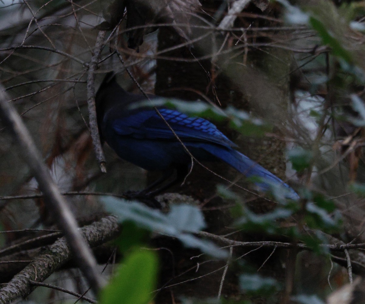 Steller Kargası - ML647439126