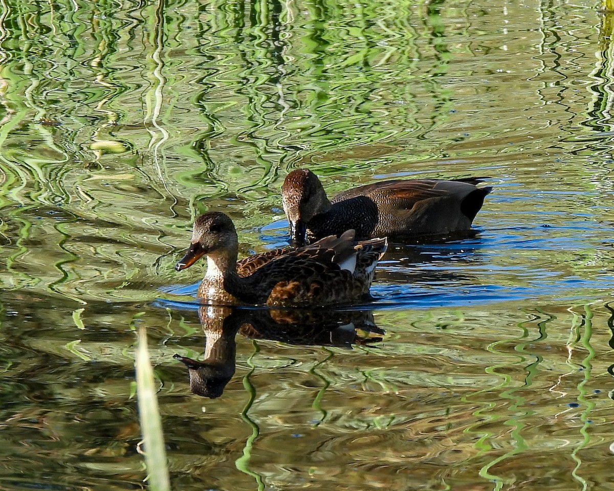 Gadwall - ML647439127