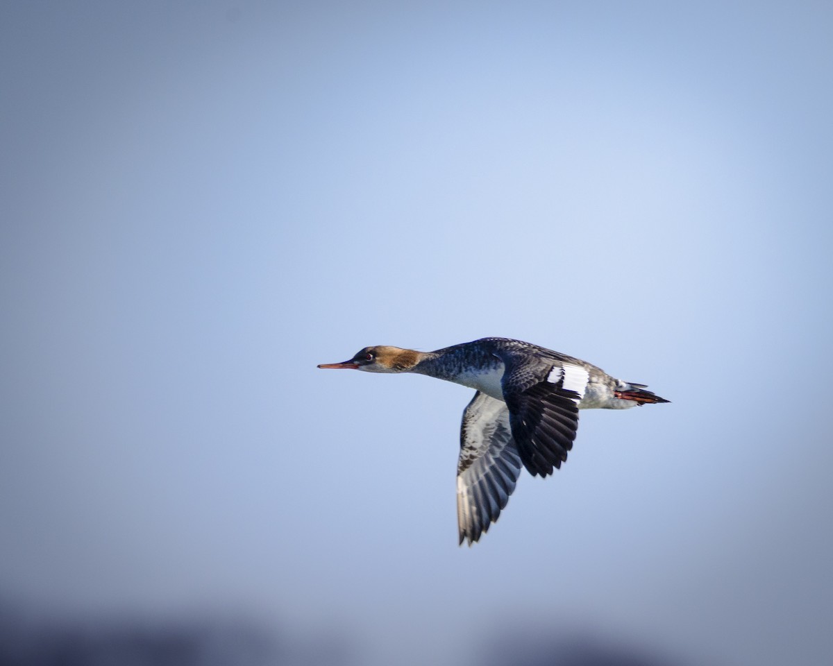 Крех середній - ML647439128