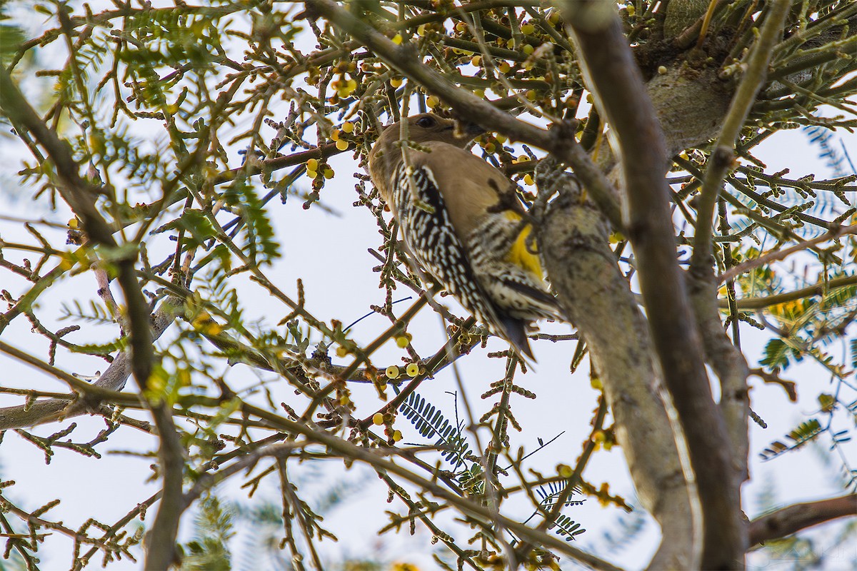 Gila Woodpecker - ML647439174