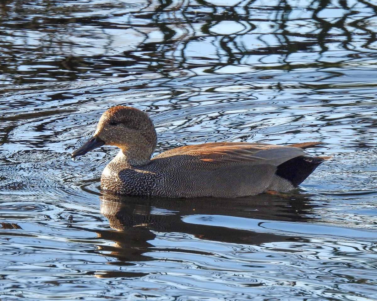 Gadwall - ML647439175