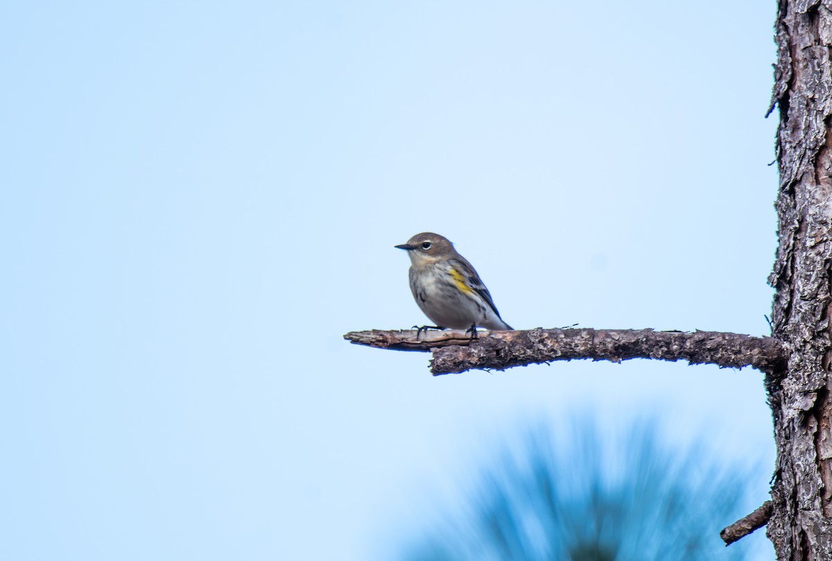 Yellow-rumped Warbler - ML647439177