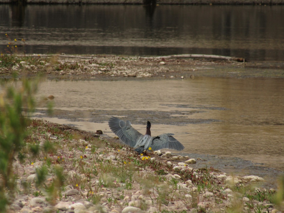 Green Heron - ML647439178