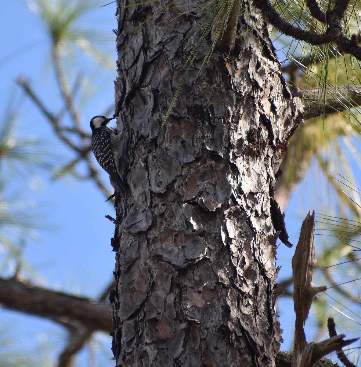 Red-cockaded Woodpecker - ML647439179