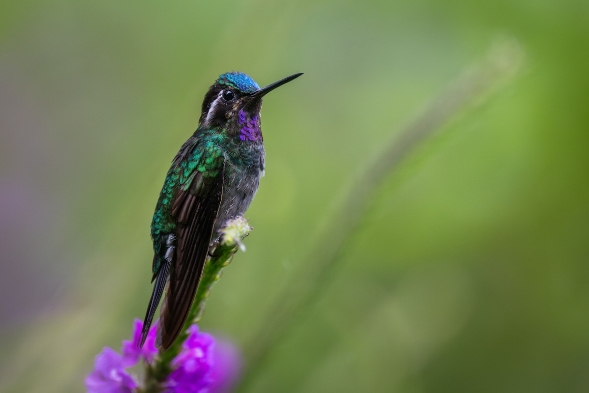 Purple-throated Mountain-gem - ML647439180