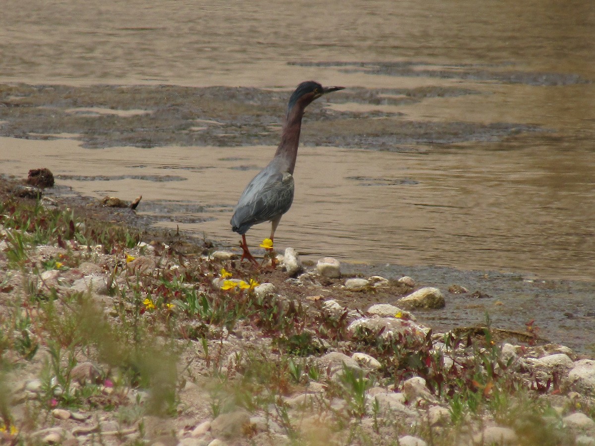Green Heron - ML647439181
