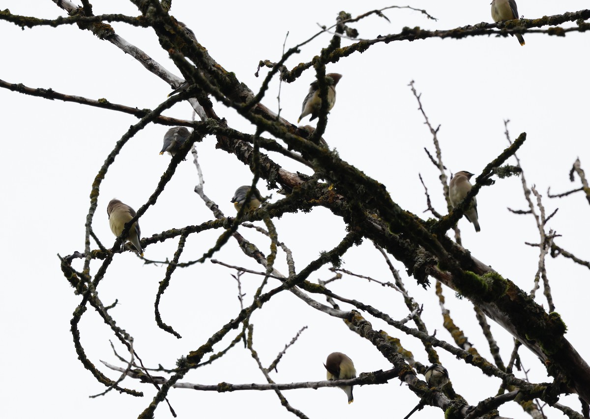 Cedar Waxwing - ML647439182