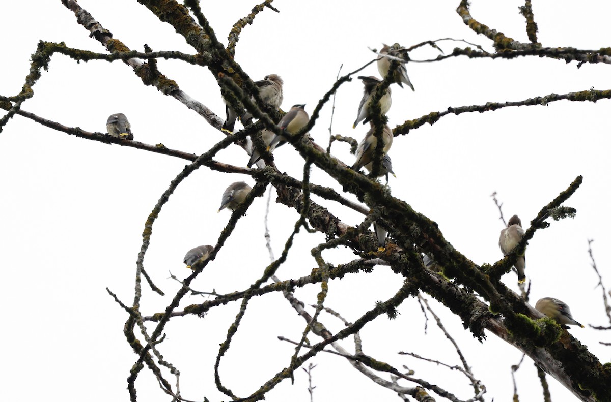 Cedar Waxwing - ML647439183