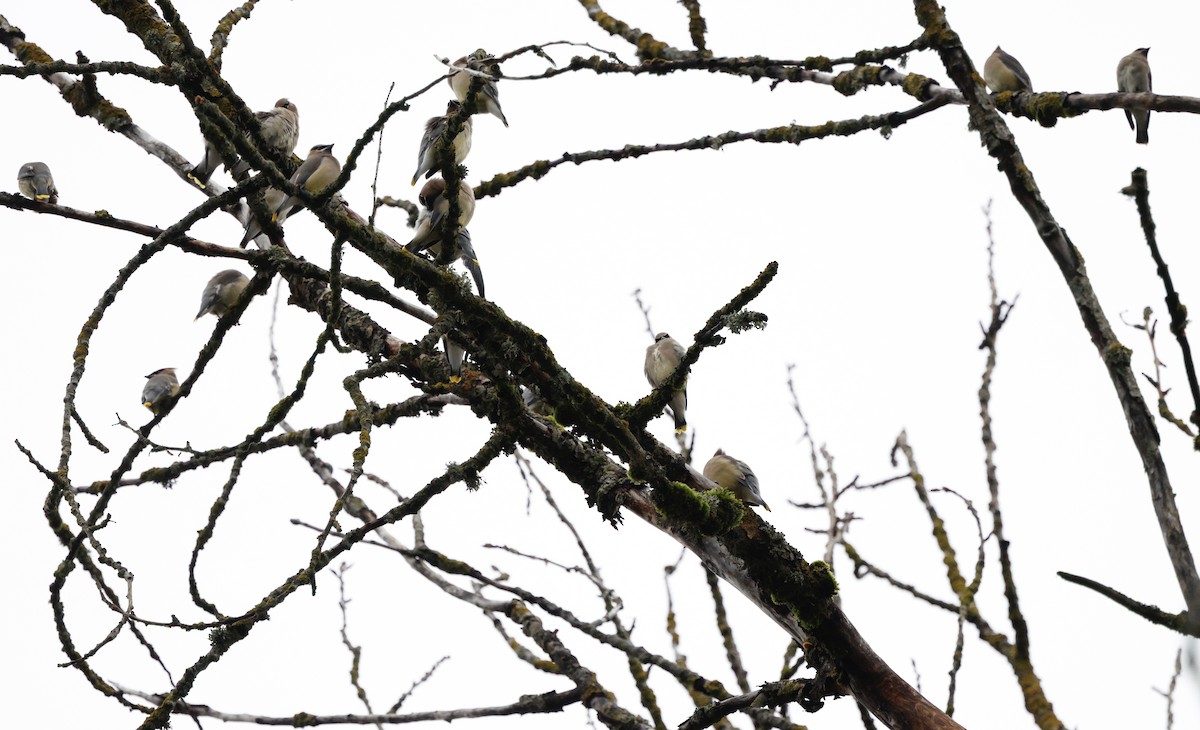 Cedar Waxwing - ML647439184