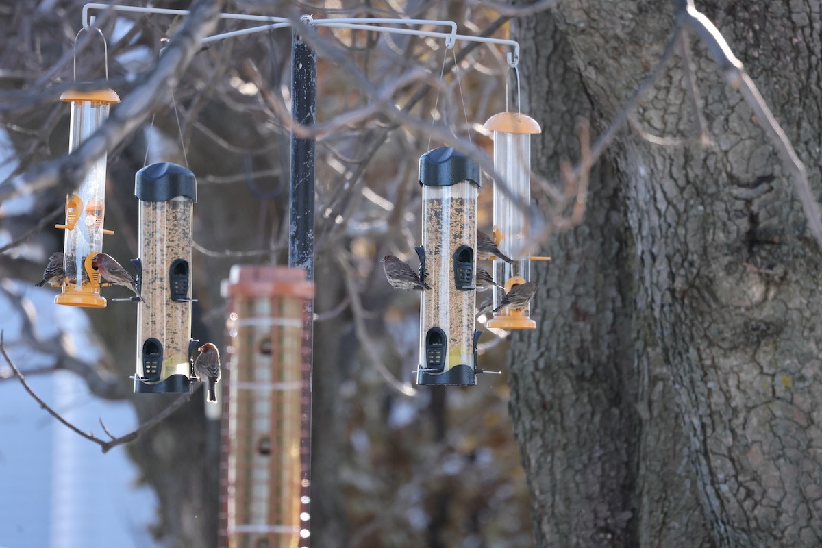 House Finch - ML647439185