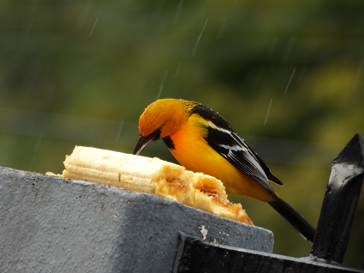 Streak-backed Oriole - ML647439190