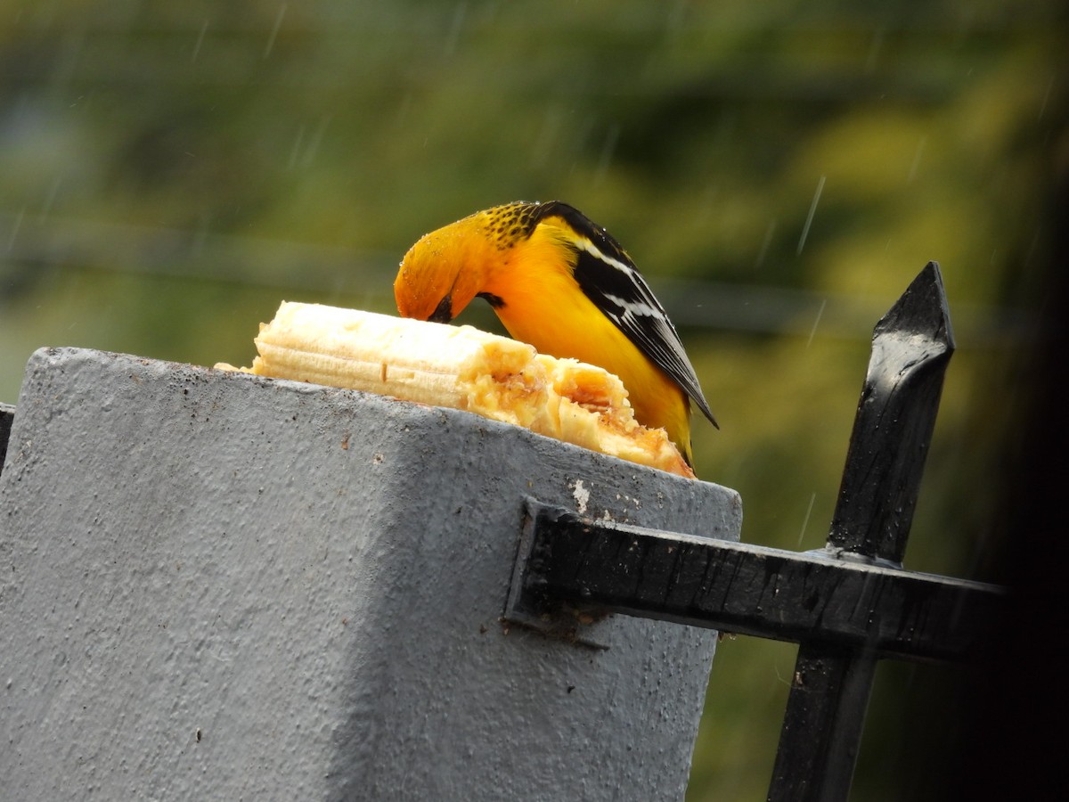 Streak-backed Oriole - ML647439191