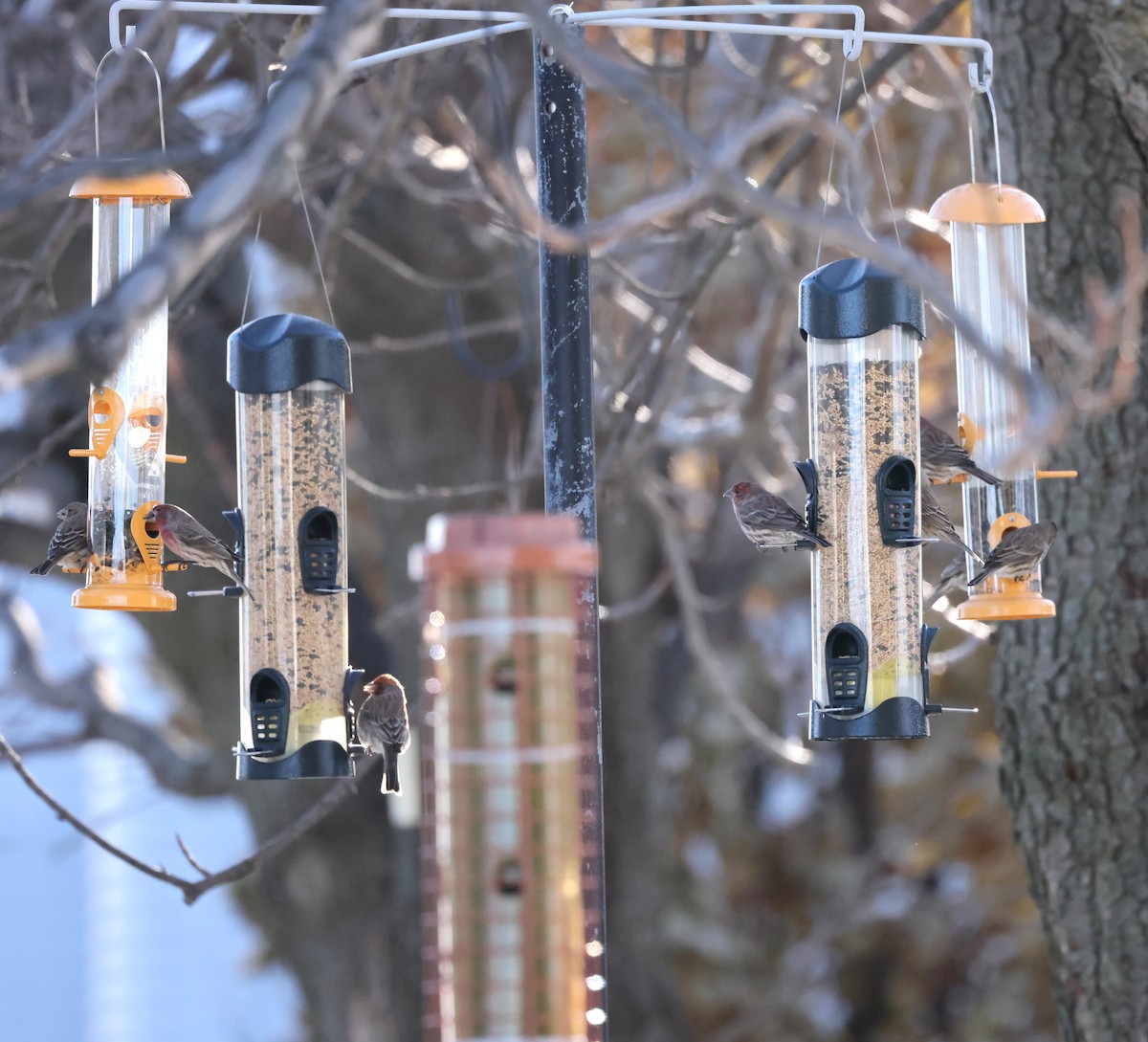 House Finch - ML647439192