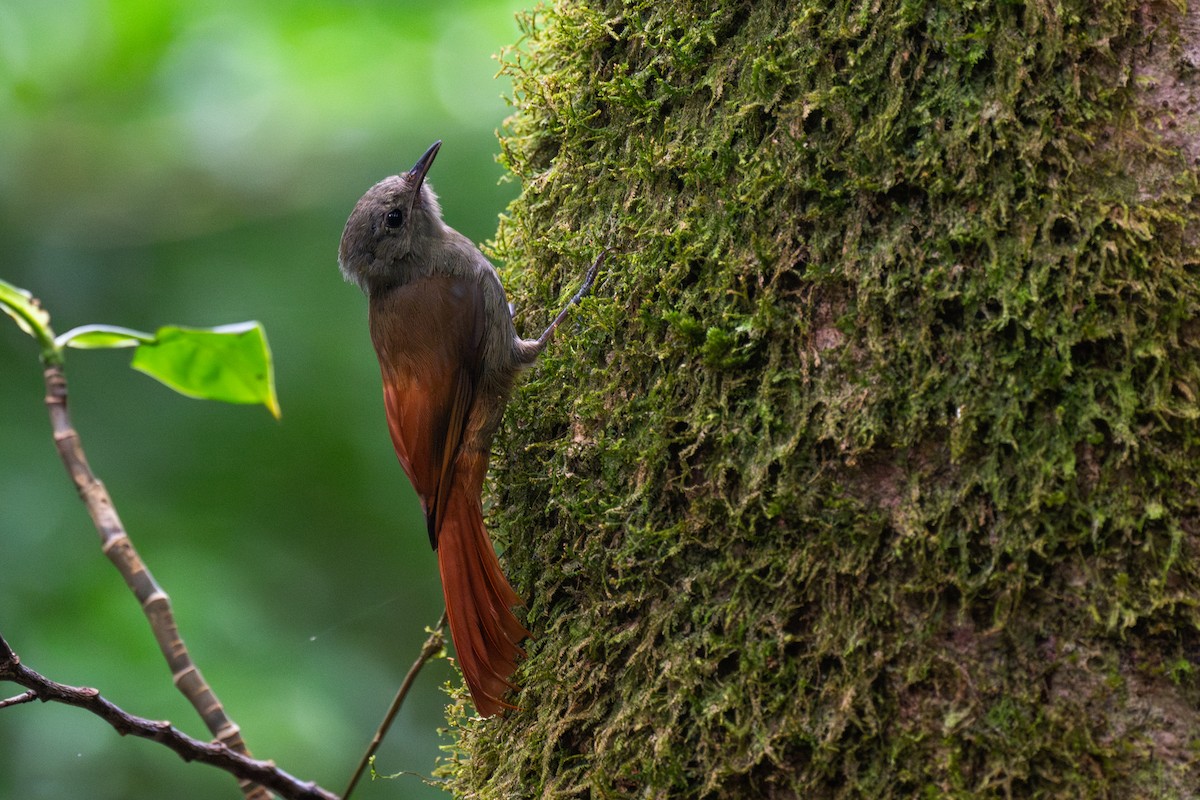 Olivaceous Woodcreeper - ML647439193