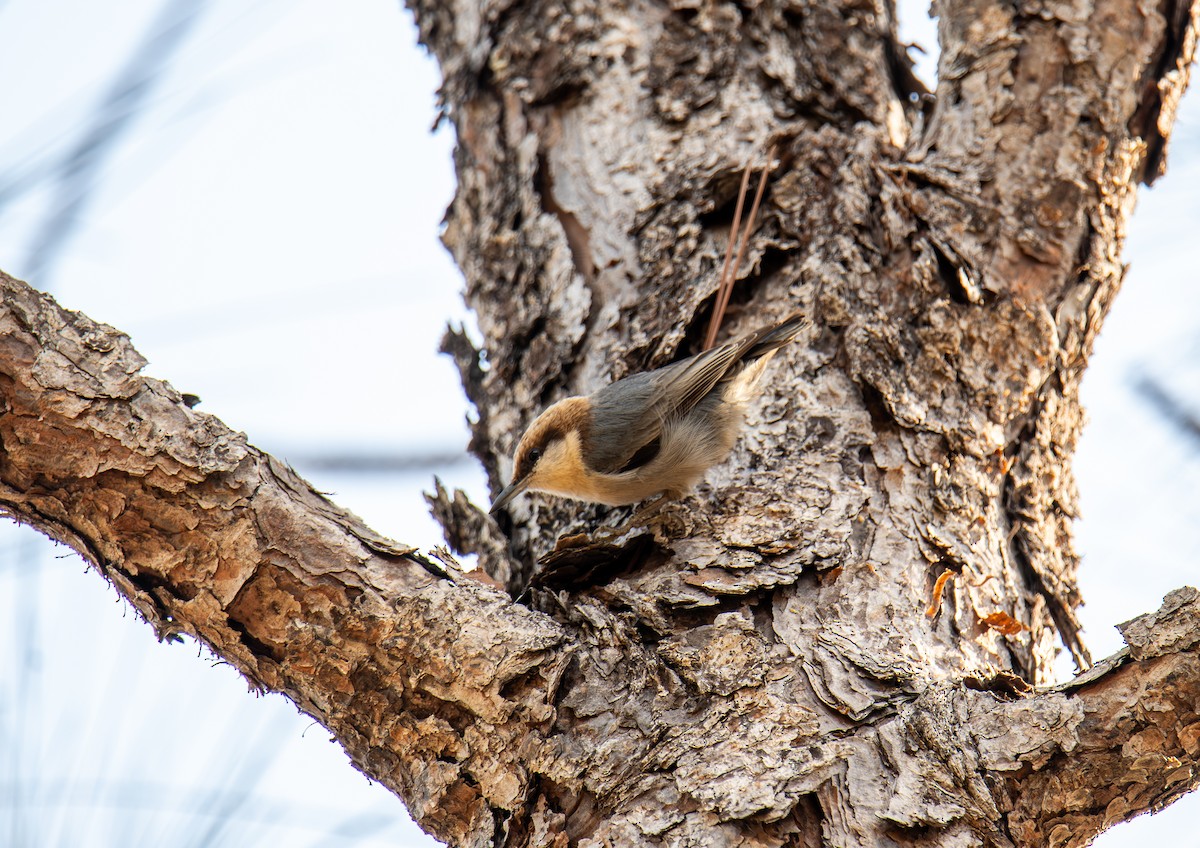 Brown-headed Nuthatch - ML647439194