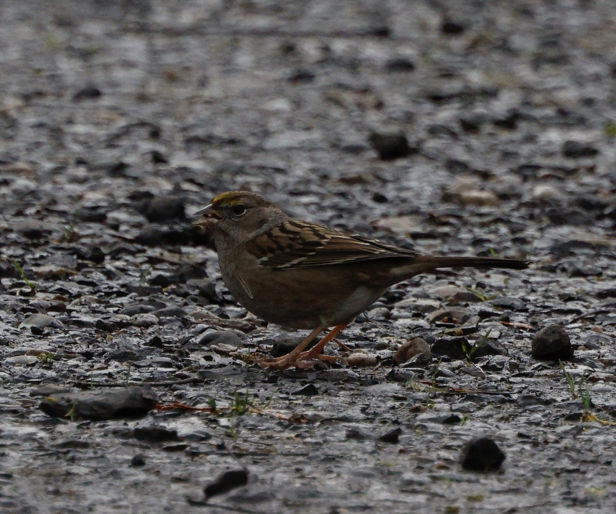 Golden-crowned Sparrow - ML647439195