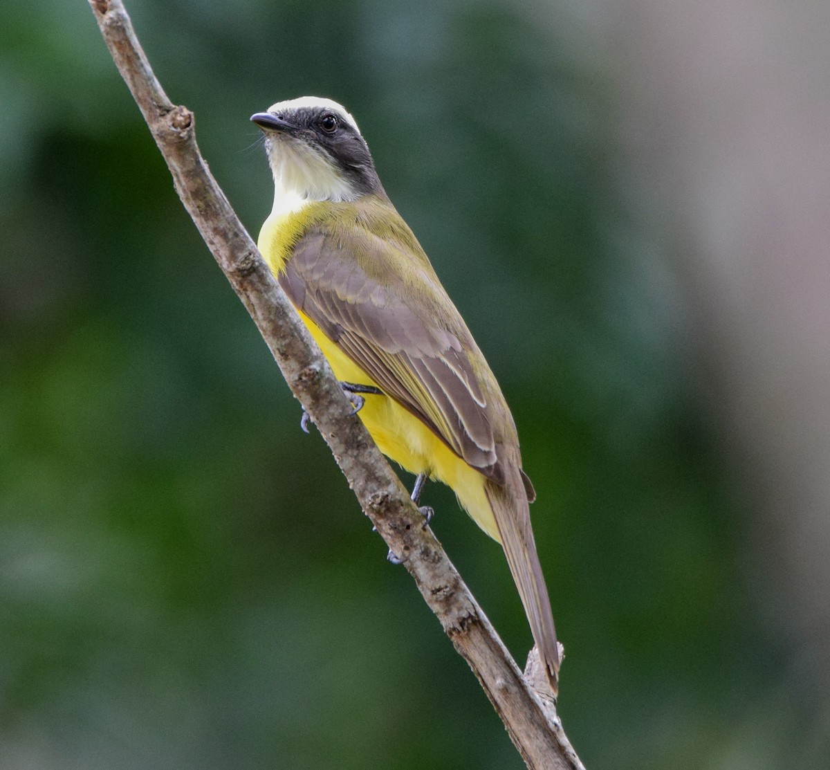 Social Flycatcher - ML647439196