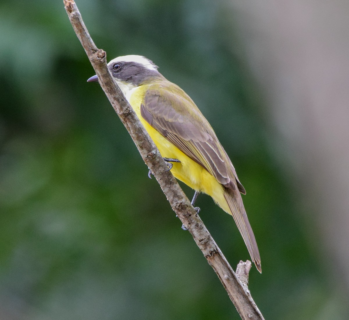 Social Flycatcher - ML647439197