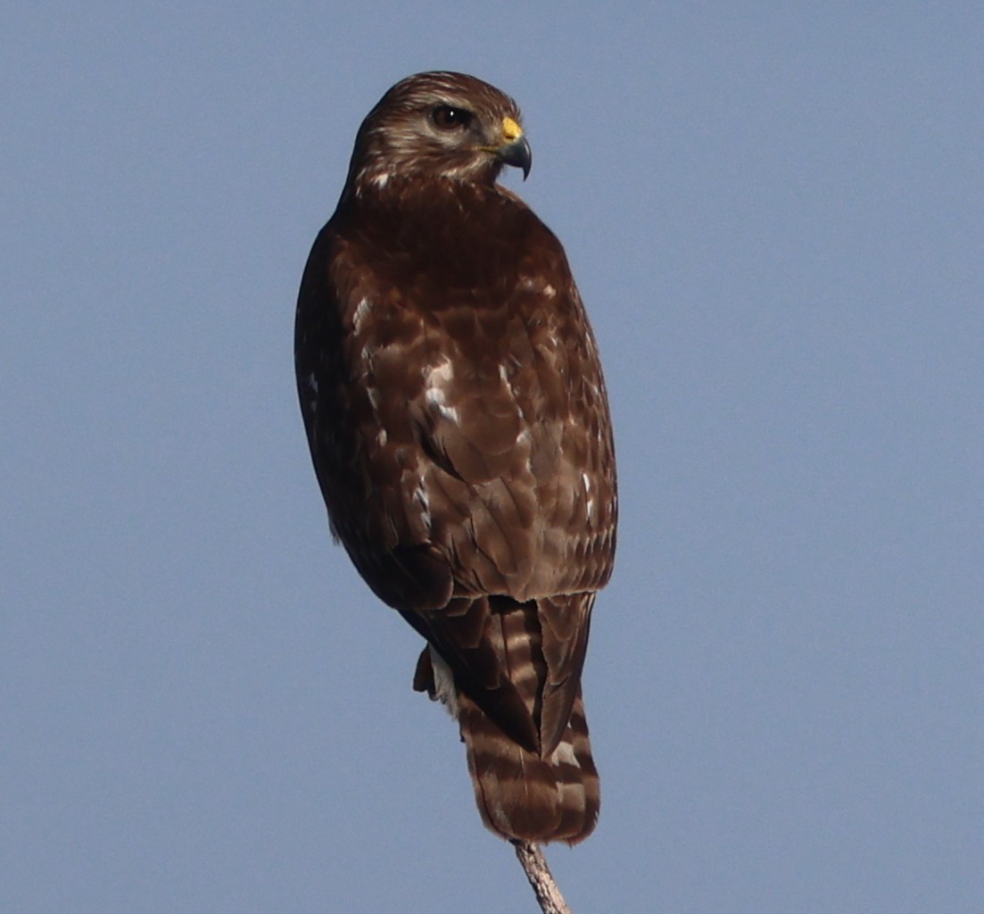 Red-shouldered Hawk - ML647439199