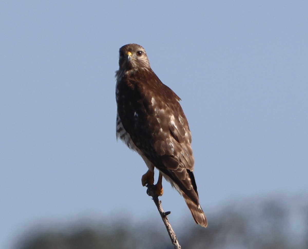 Red-shouldered Hawk - ML647439200