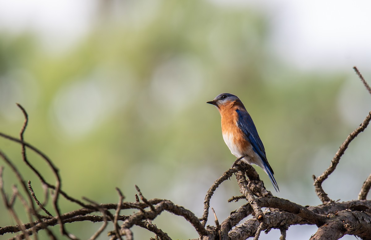 Eastern Bluebird - ML647439202