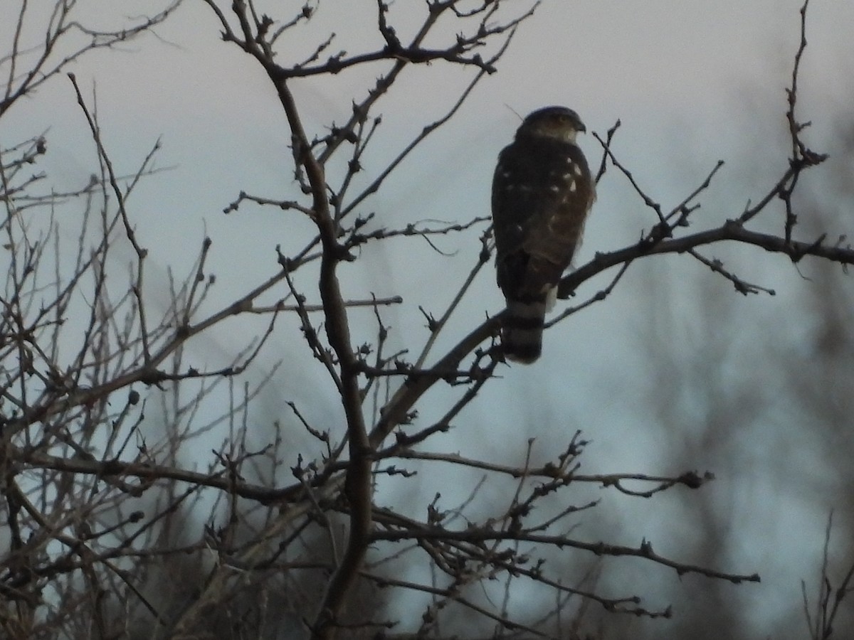 Cooper's Hawk - ML647439203