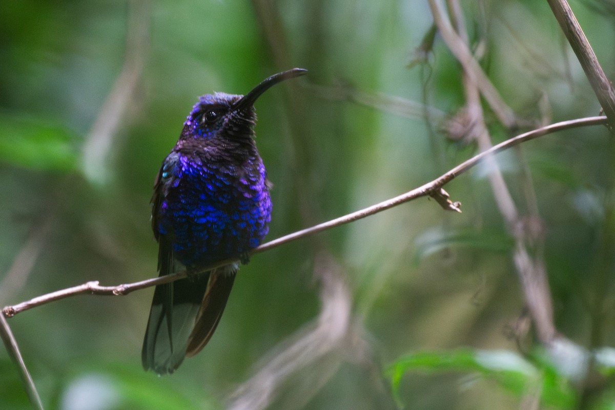 Violet Sabrewing - ML647439204