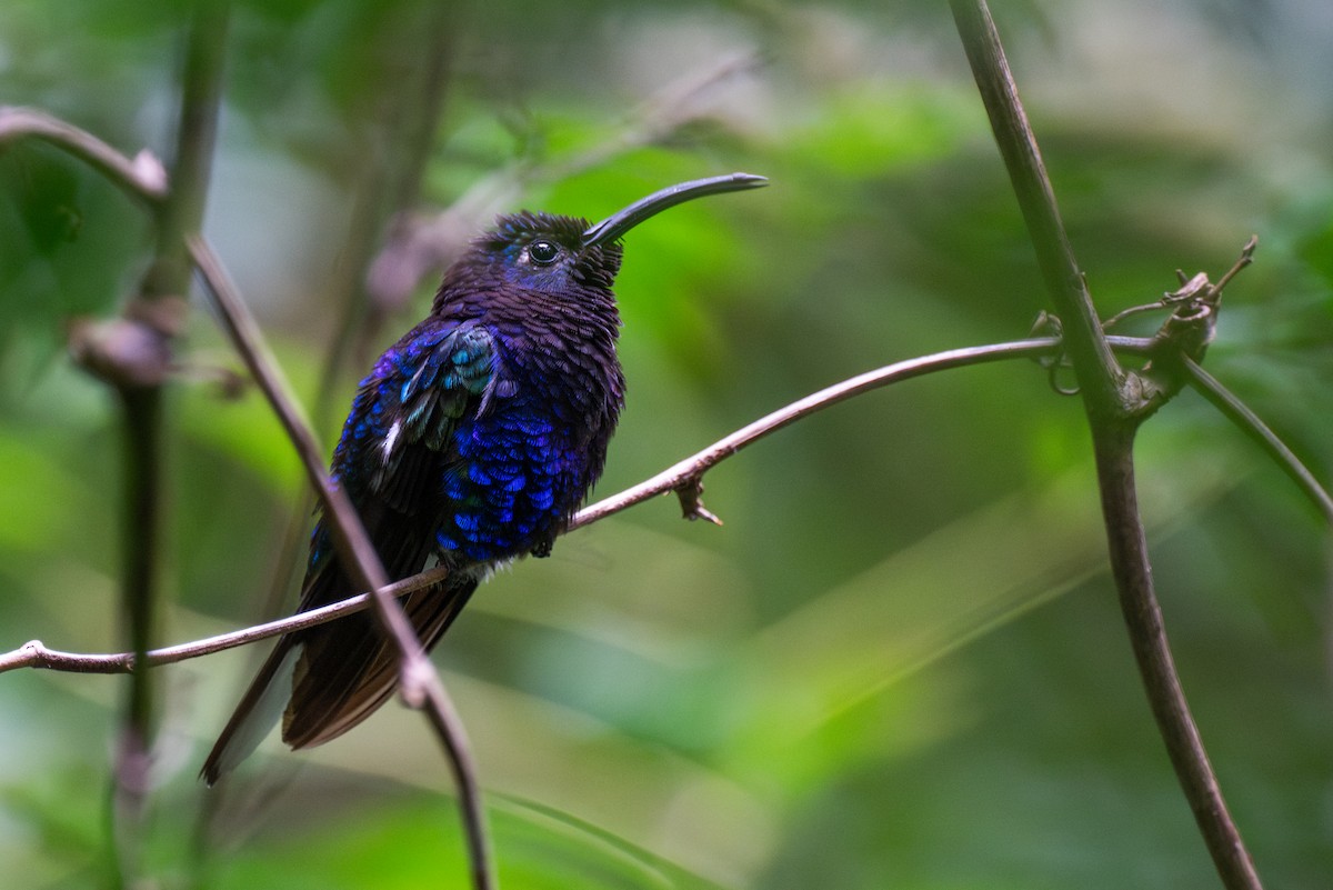 Violet Sabrewing - ML647439205