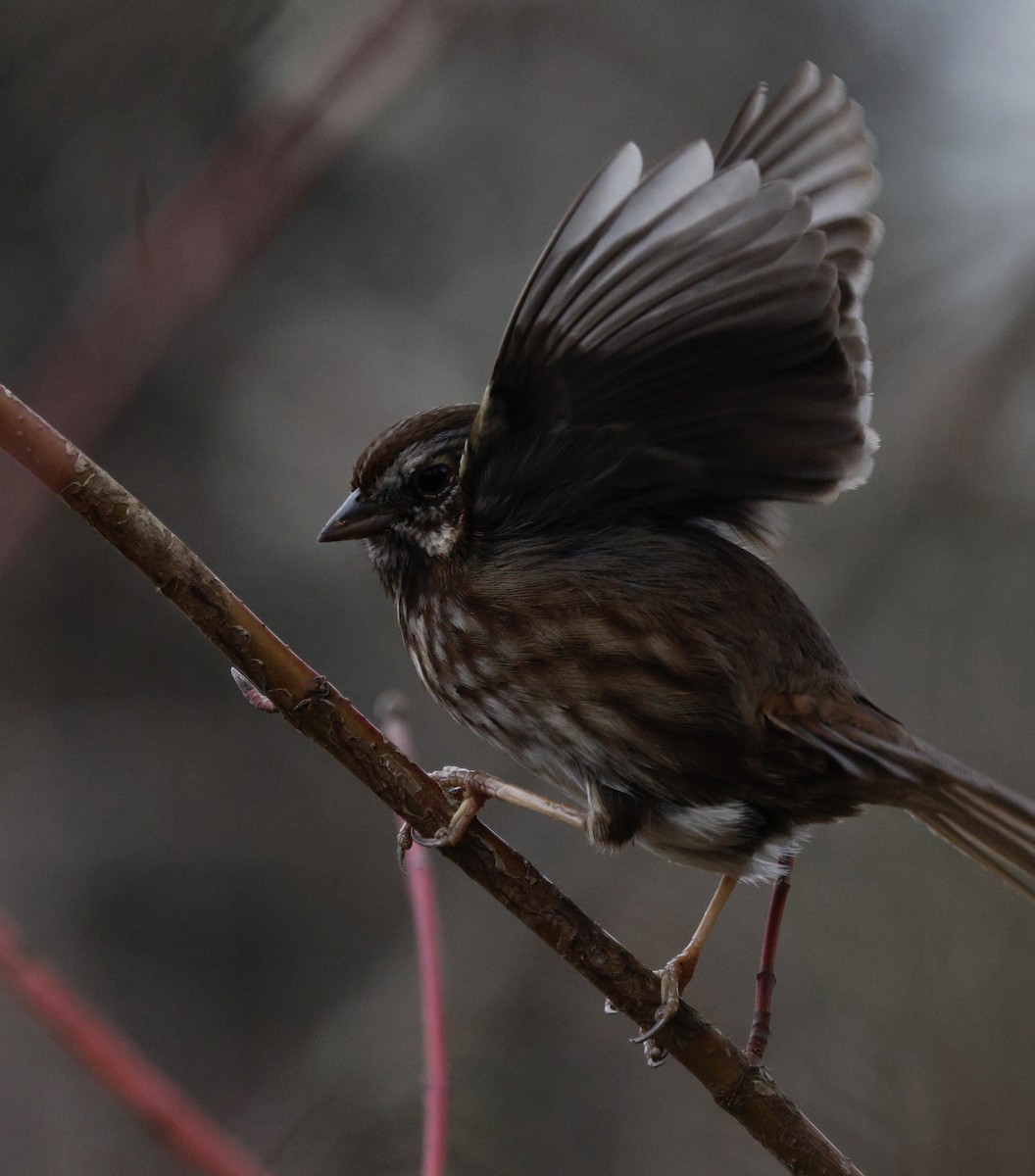 Song Sparrow - ML647439206