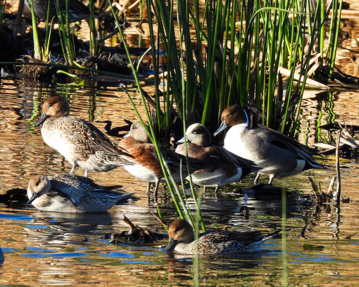 Northern Pintail - ML647439207