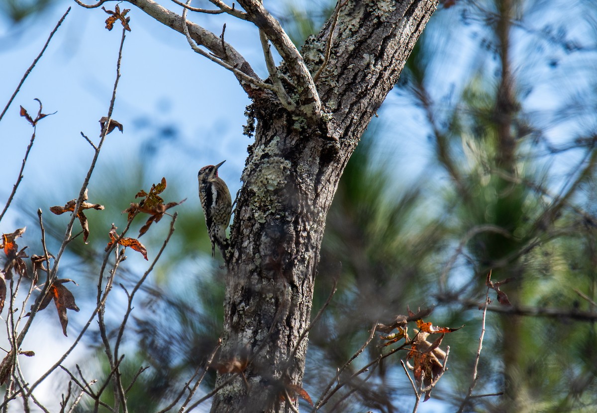 Yellow-bellied Sapsucker - ML647439208