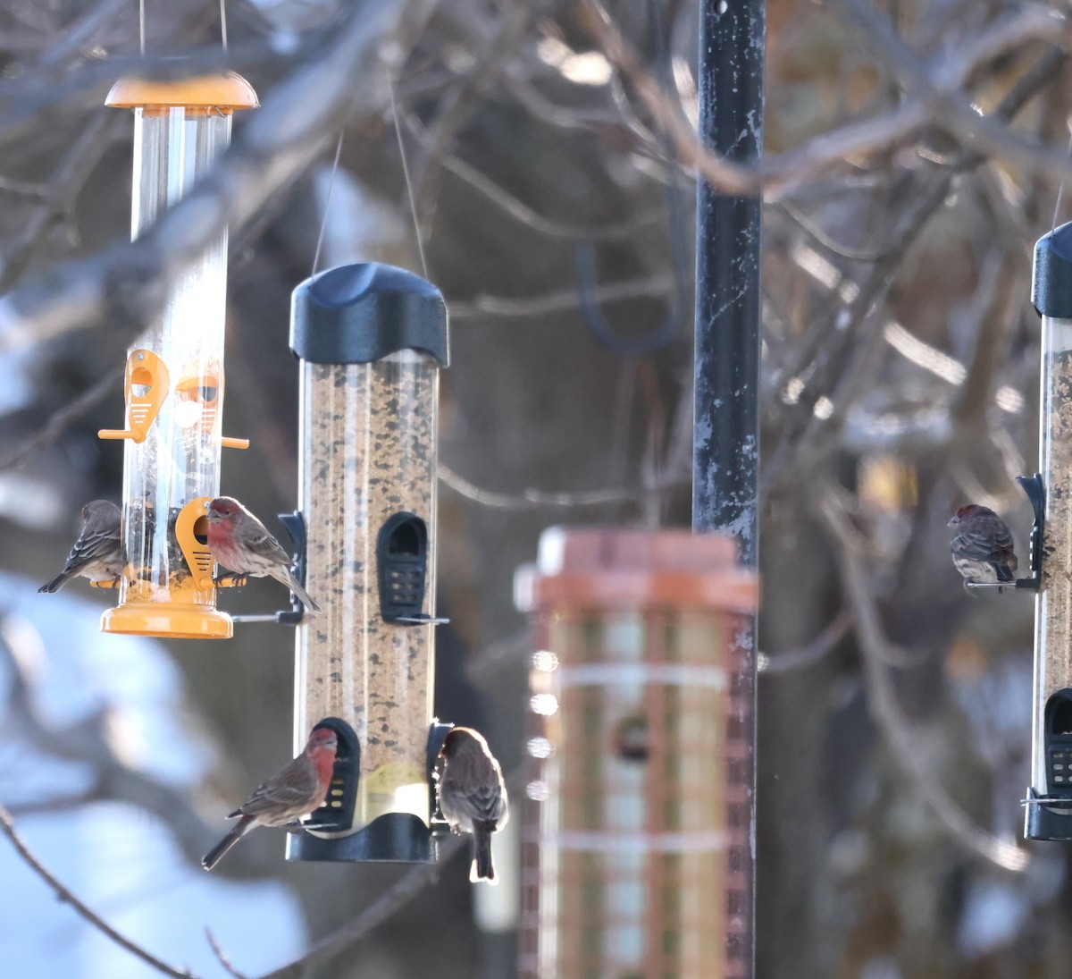 House Finch - ML647439210