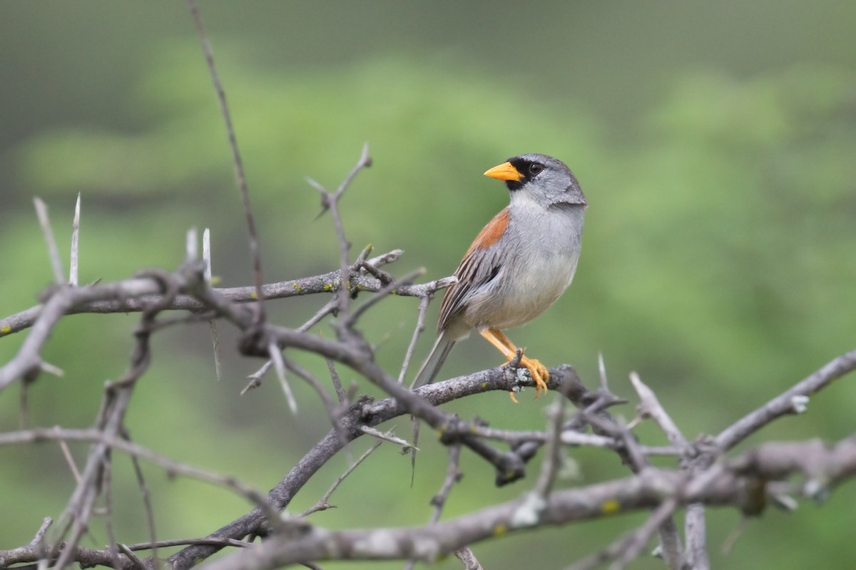 Küçük İnka İspinozu - ML647439219