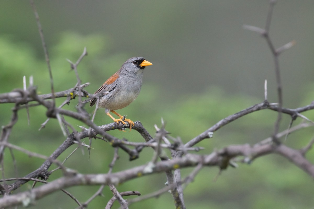 Küçük İnka İspinozu - ML647439264